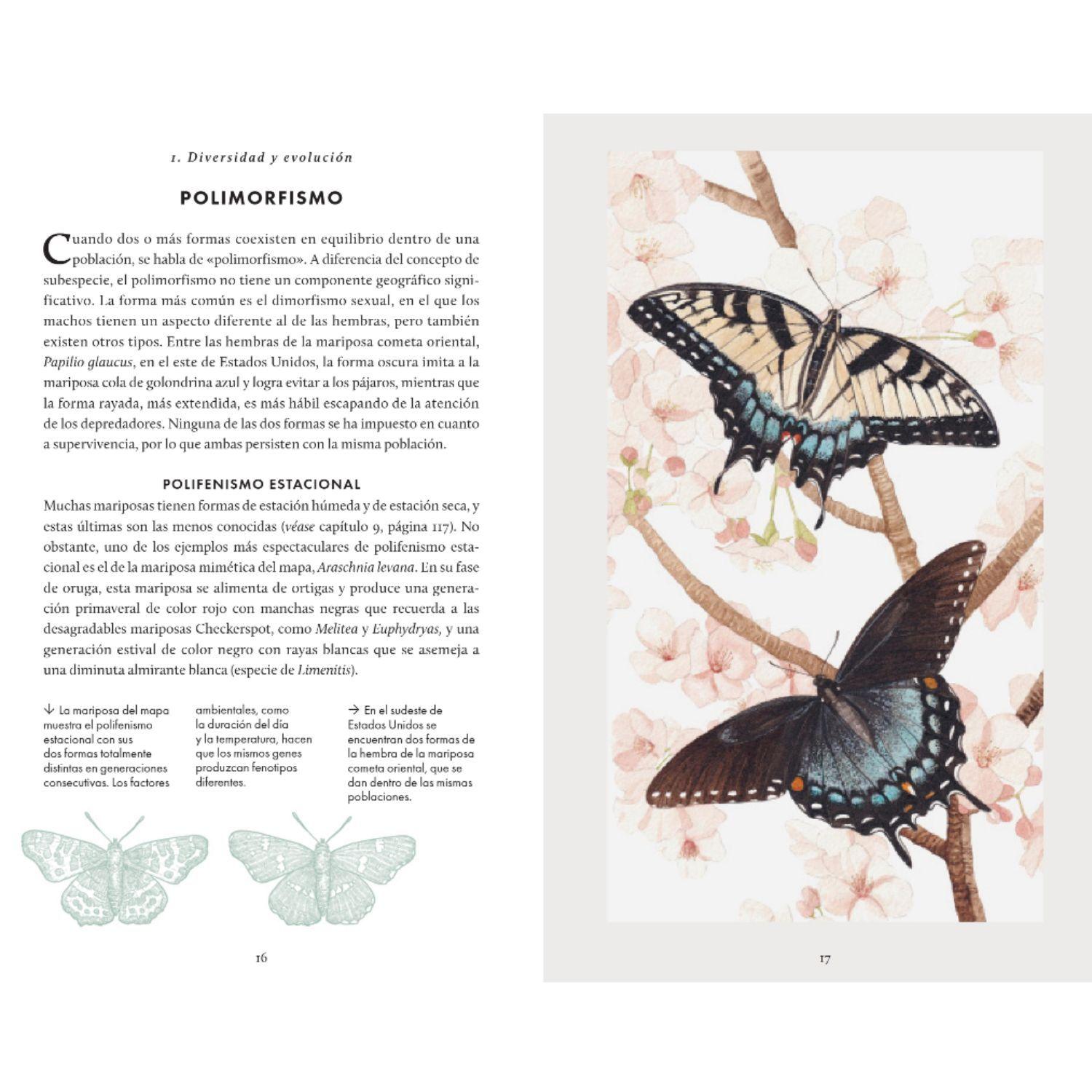 Libro MARIPOSAS - Pequeño libro de la naturaleza.-2