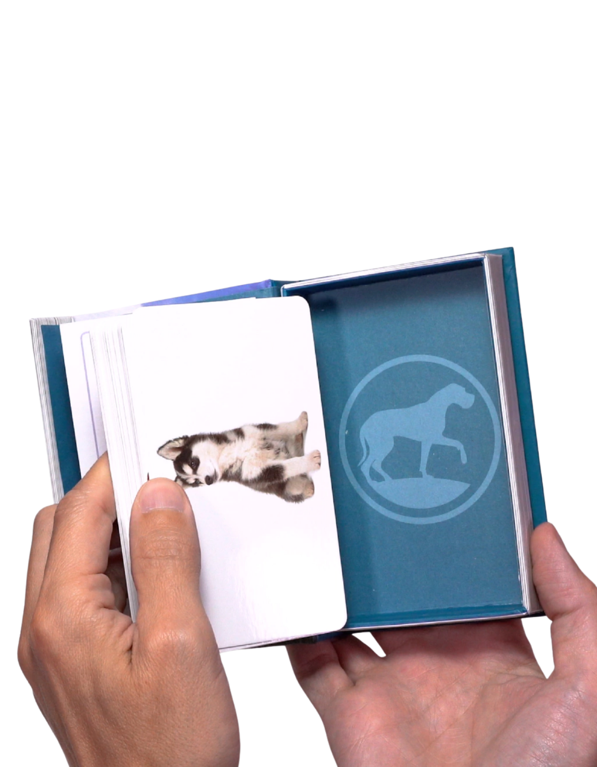 Enciclopedia de Razas de Perros-2