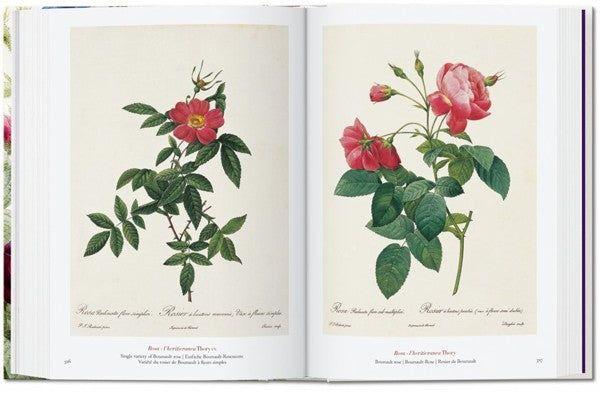 40 - Redoute. El Libro De Las Flores-7