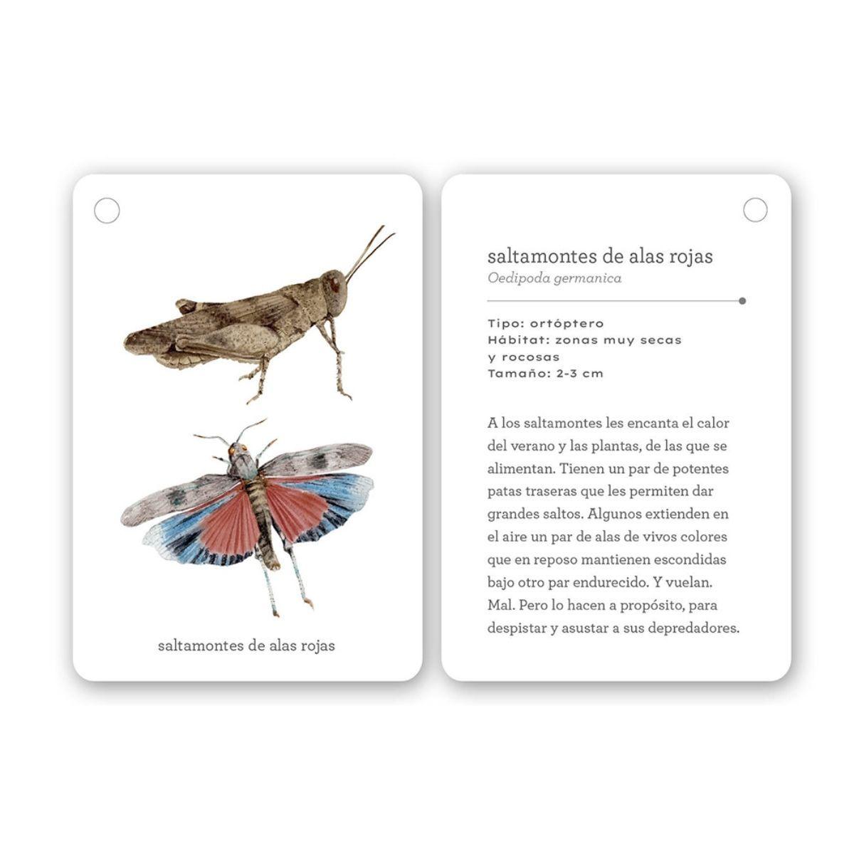 Fíjate: Insectos de Editorial MTM-3