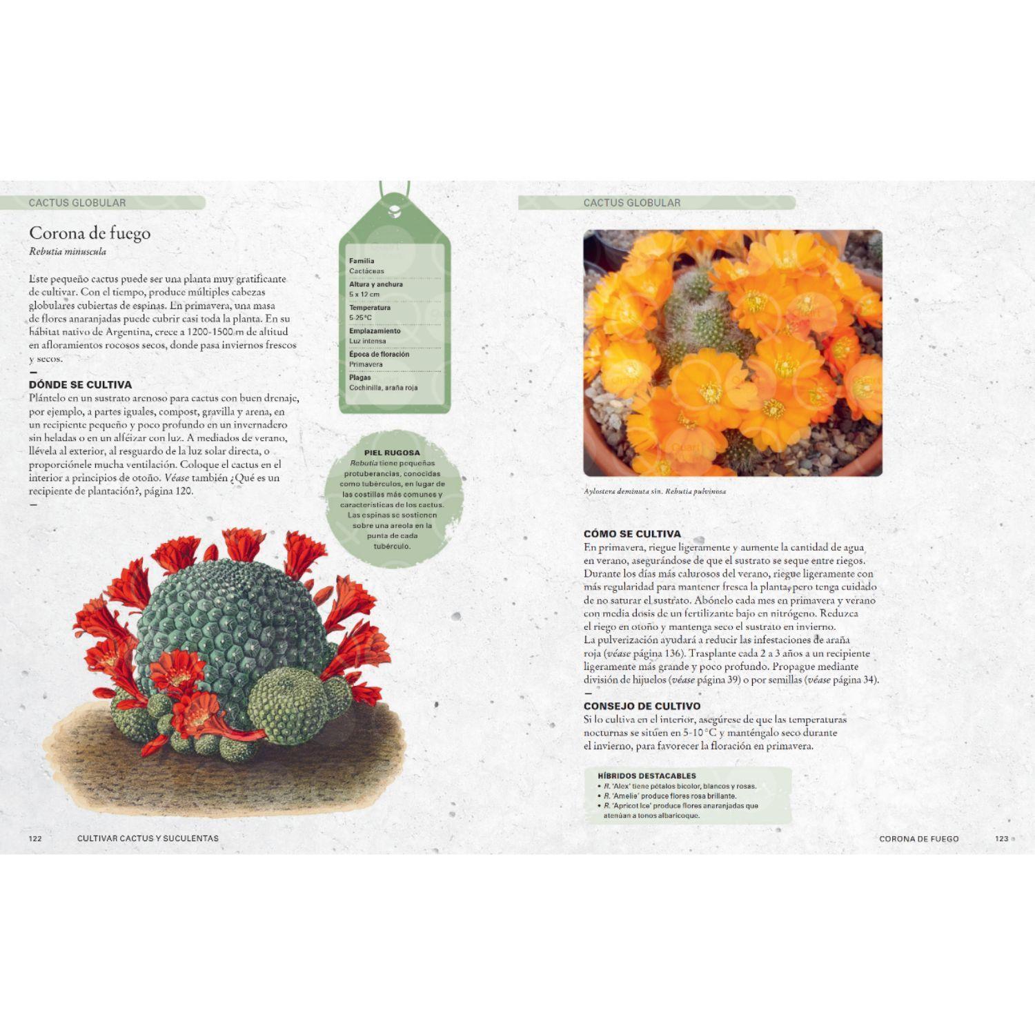 Libro CULTIVAR CACTUS Y SUCULENTAS-2