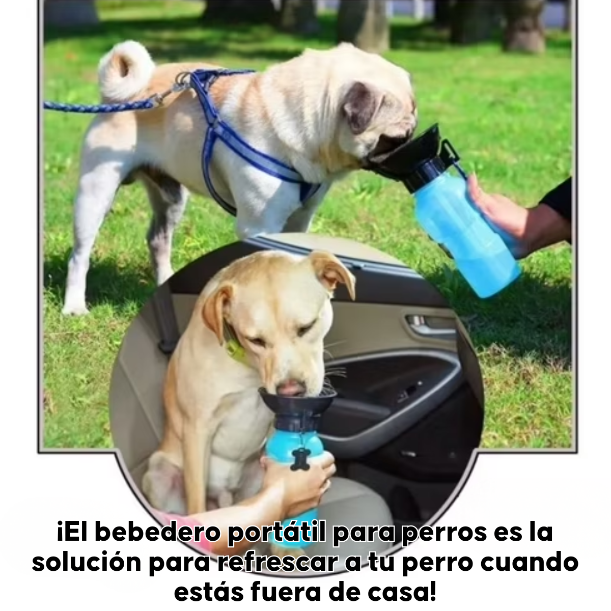 Botella Bebedero De Agua Para Perros Portatil 530ml Bpa Free-3