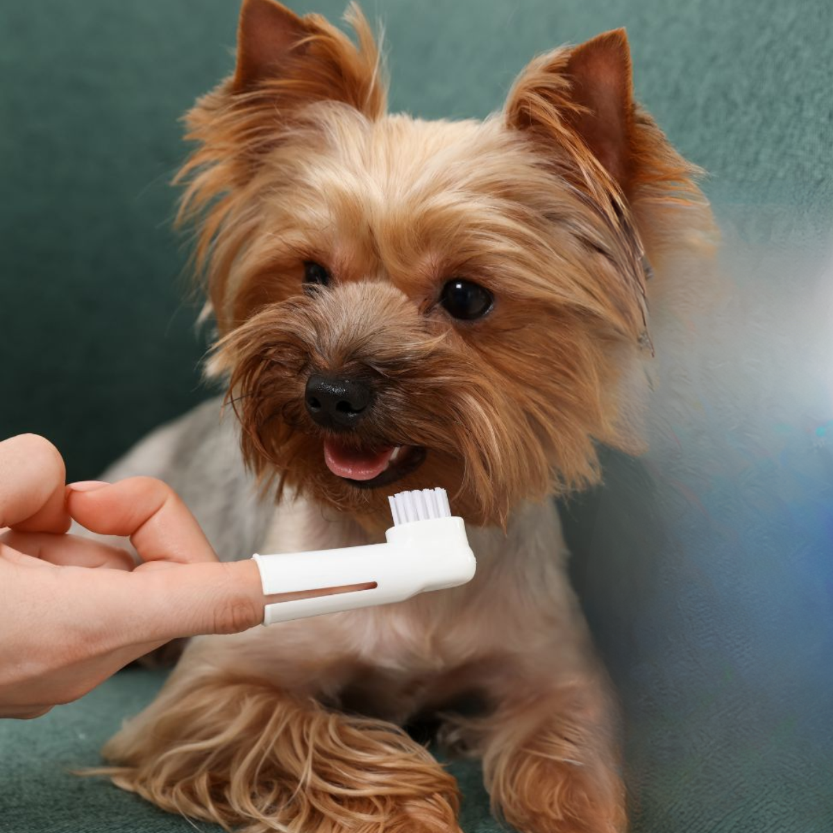 Set 2 Cepillos De Dientes Dedo Para Perros Y Gatos-4