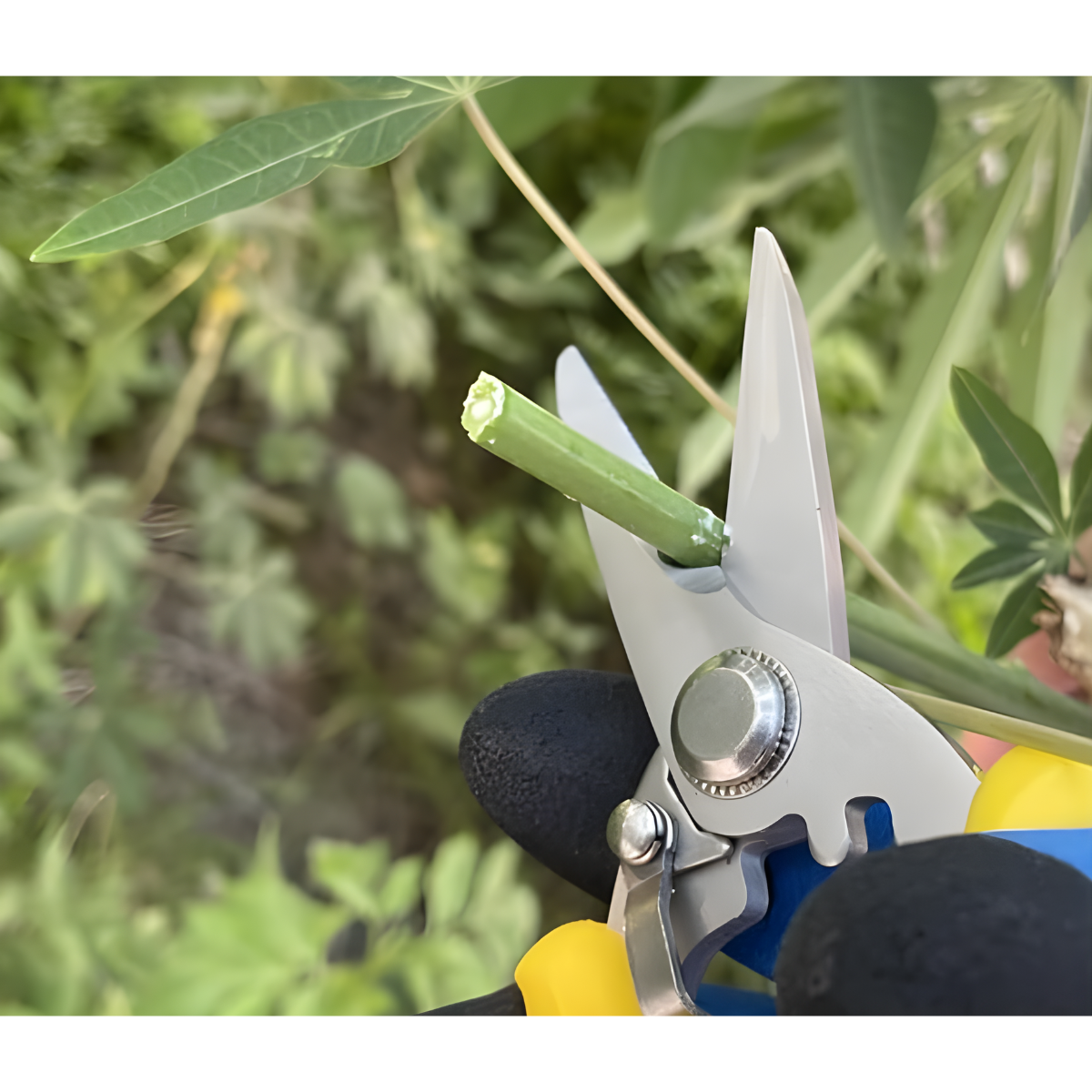 Tijera De Podar Profesional Jardin Acero Inoxidable-6