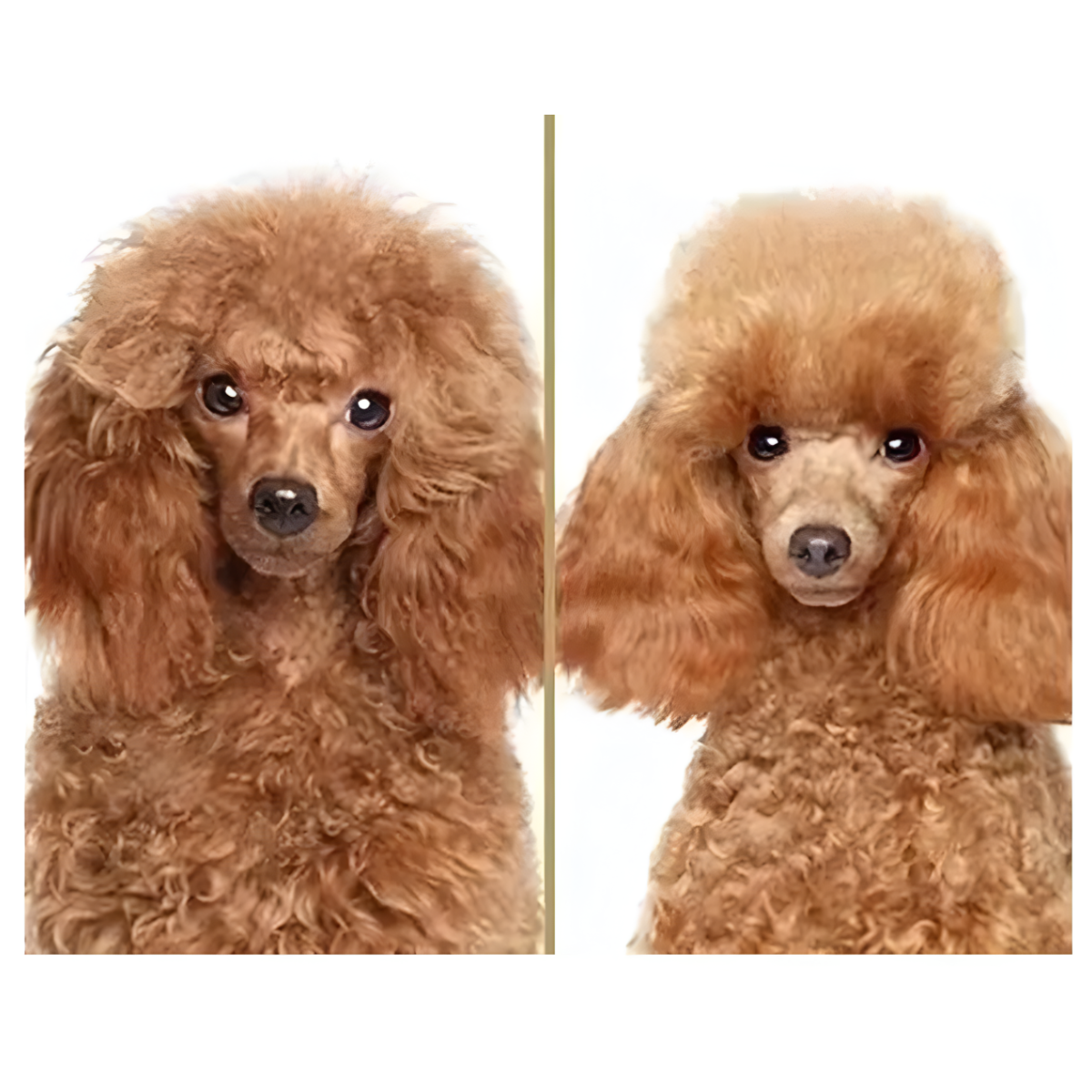 Cepillo Deslanador Felltrimmer Para Perros Grandes Talla L-3