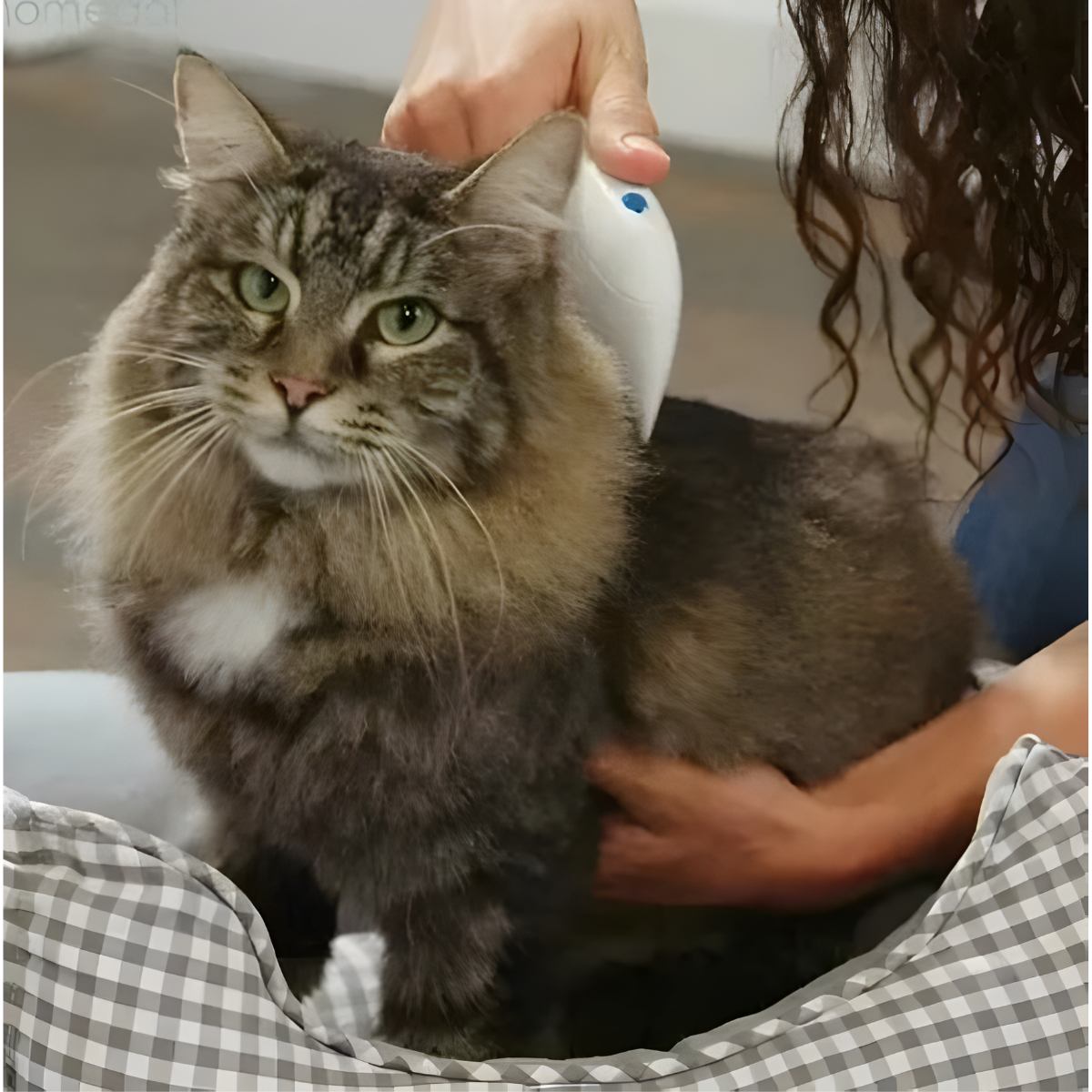 Peine Electrico Mata Pulgas Para Perros Y Gatos-3