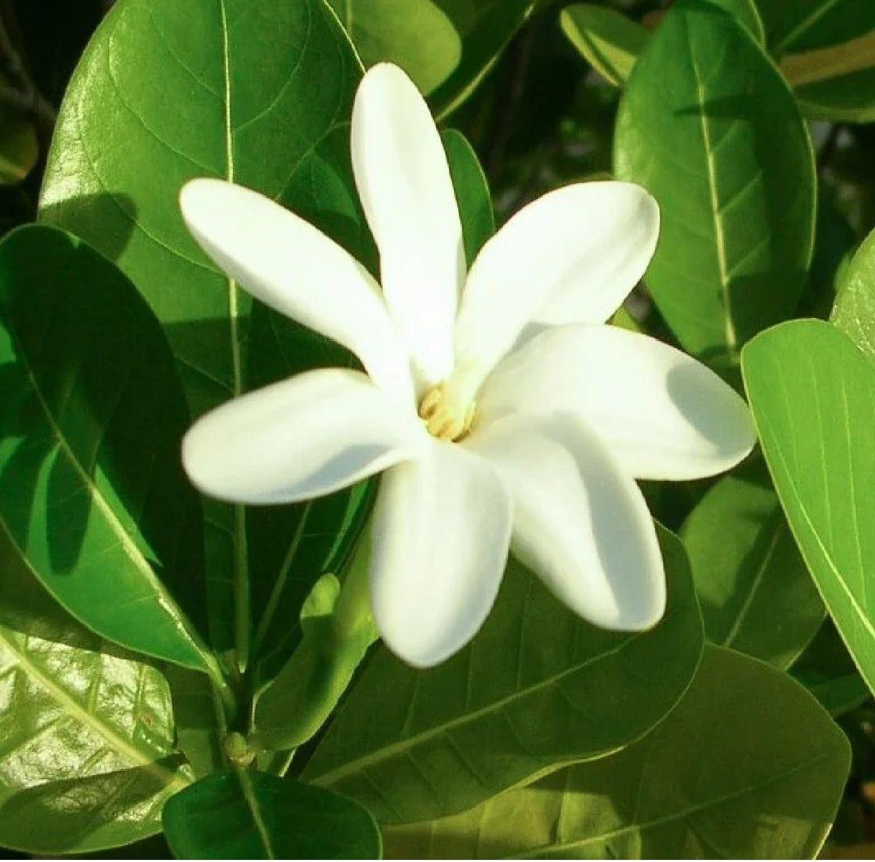 Perfume EAU the Toilette Monoi Tiki Tahiti Tiare 100ml-3