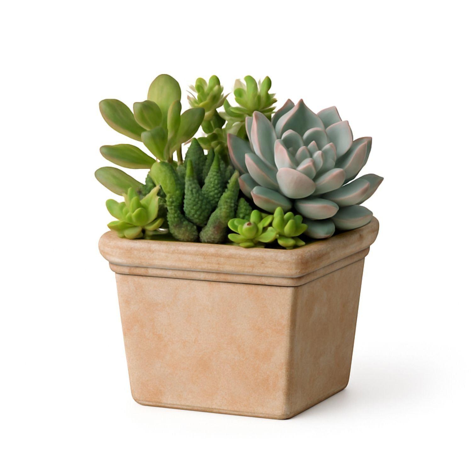 Mini Maceta 11cm Siena Cuadrada-2