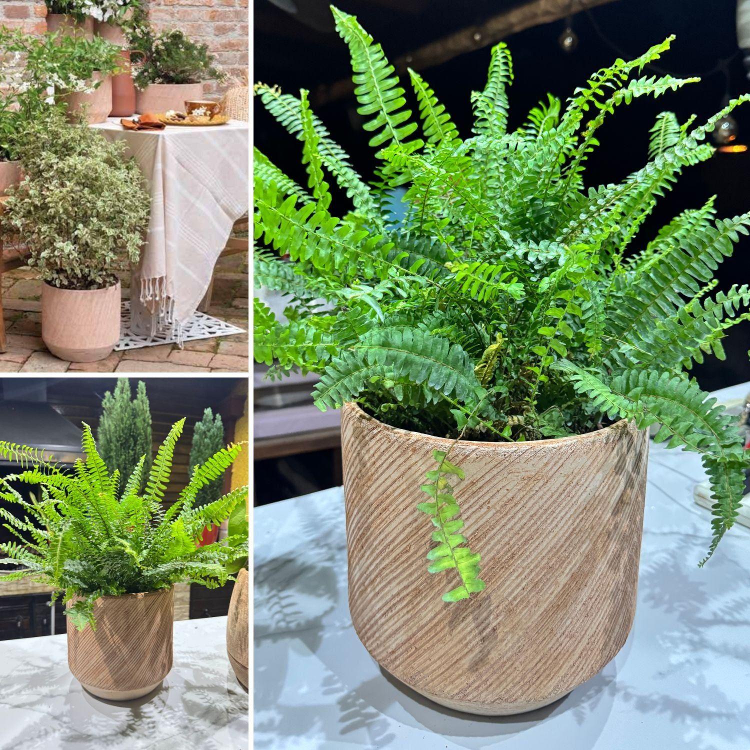 Maceta Graffio 25cm Texturizada, terracota-2