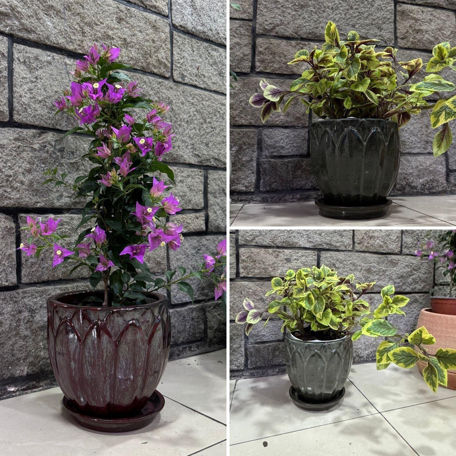 Maceta Forest 37 Marfil con plato-3