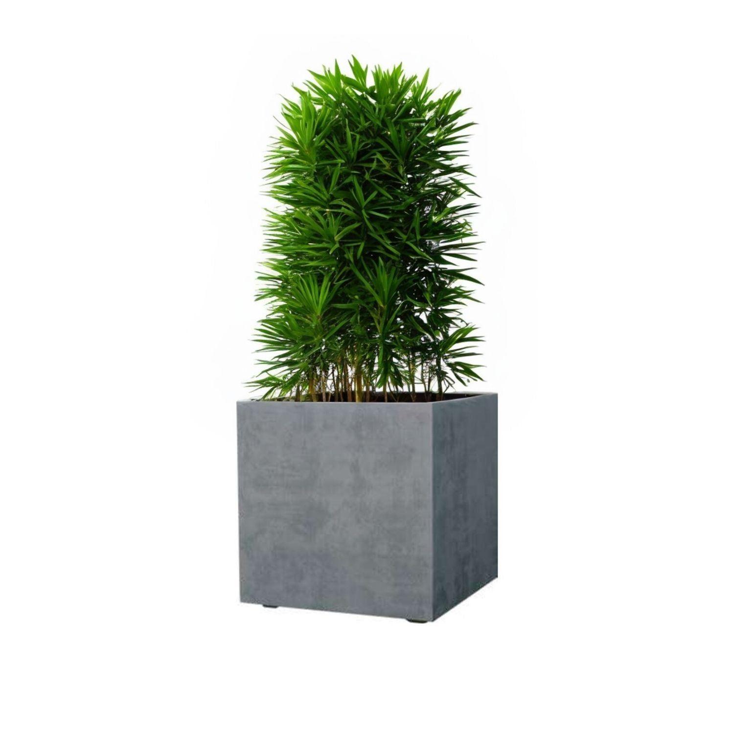 MACETA CUBO DEROMA 40X4Ocm CEMENTO-0