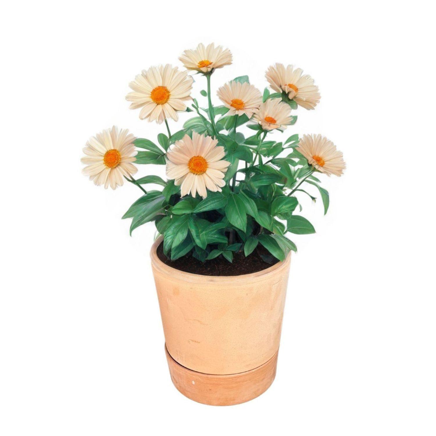 Maceta Autoriego Modula 25cm Terrarcilla-3