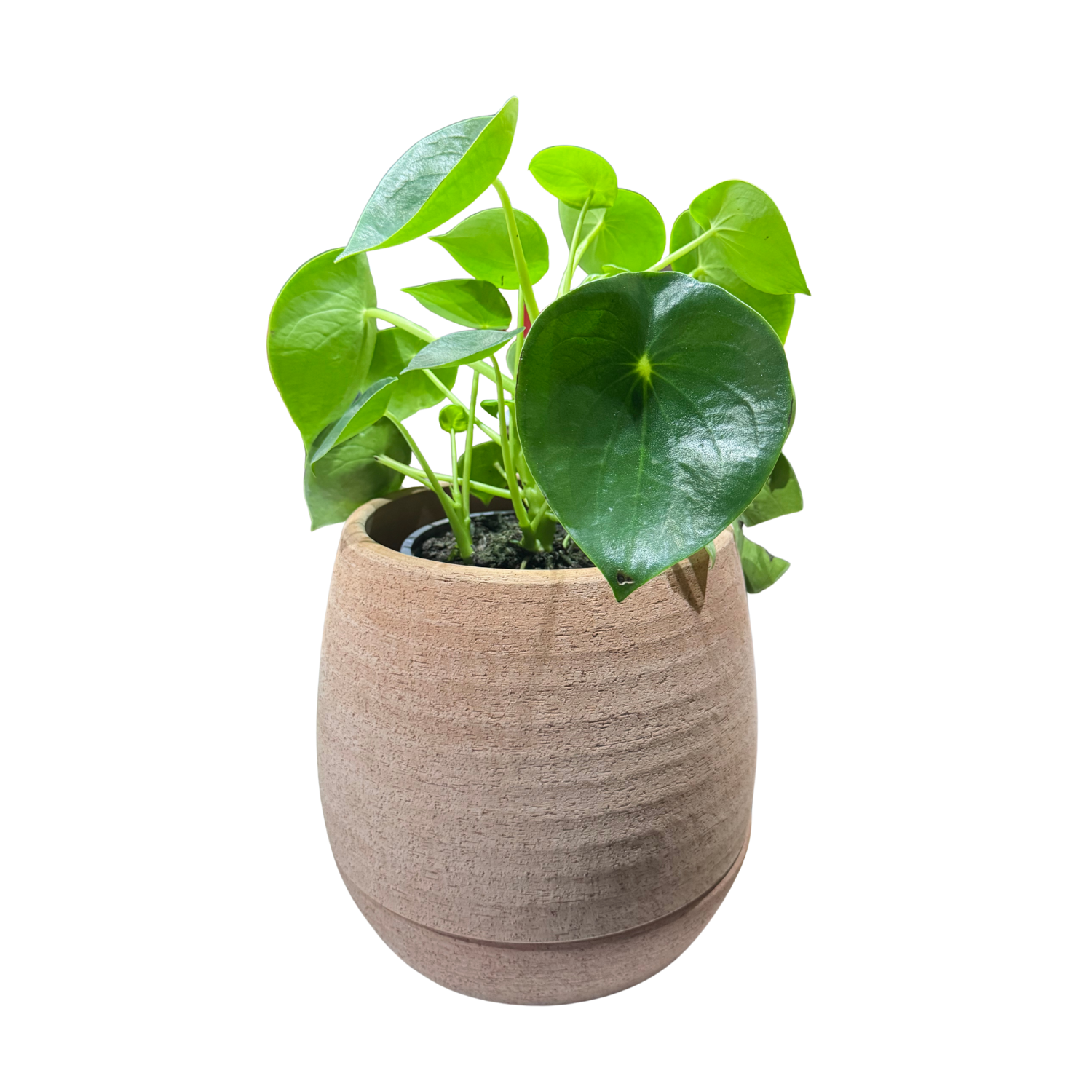 Maceta Autoriego Tornio 26cm Terrarcilla-3