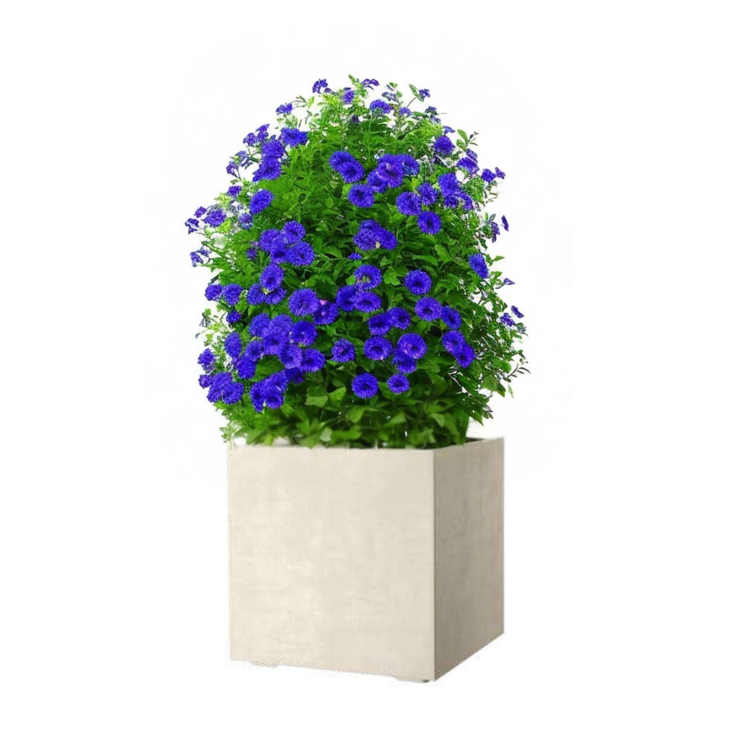 MACETA CUBO DEROMA 50X50cm CREMA-3