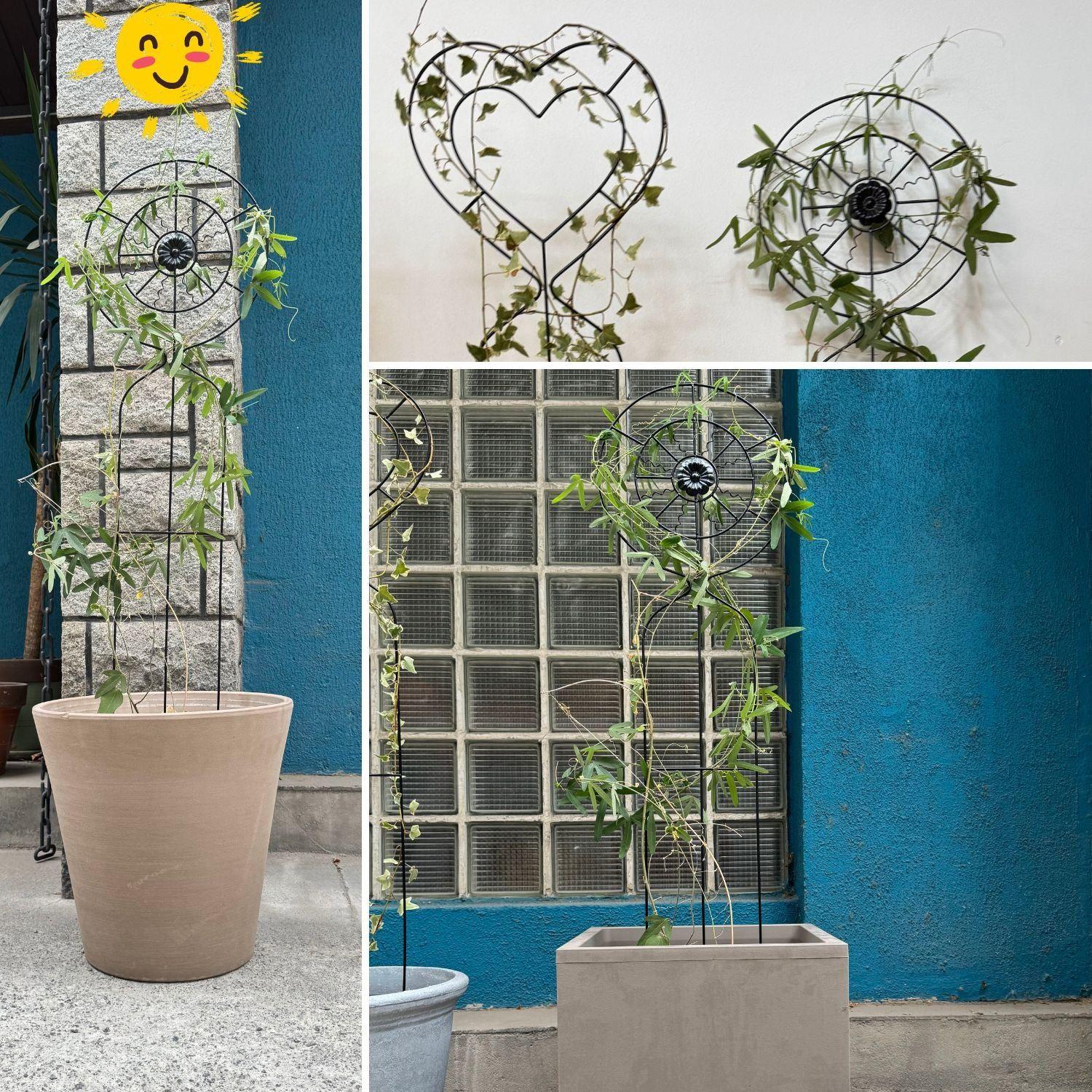 Soporte Planta Trepadora SoL-2
