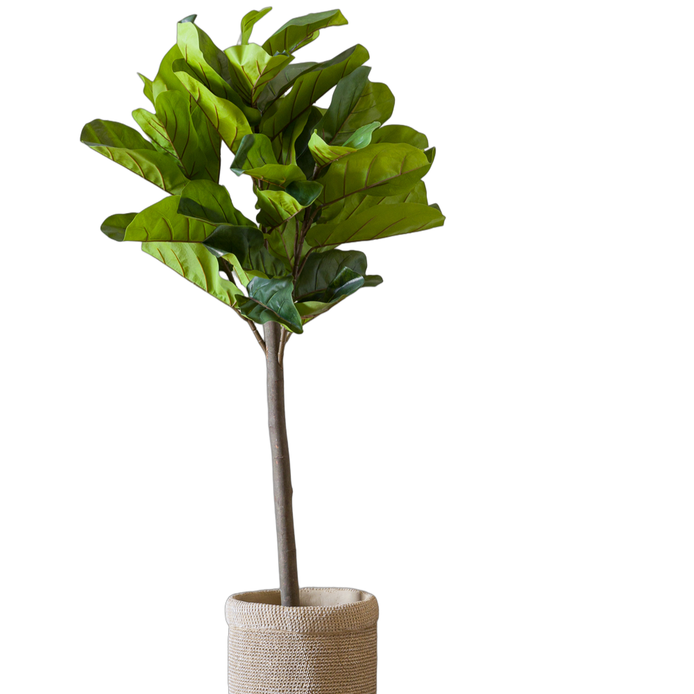 Árbol hoja de violín M-4