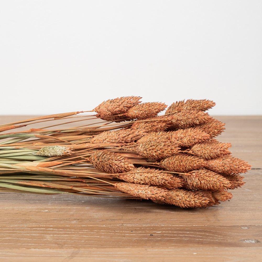 Arreglo Seco Phalaris-2