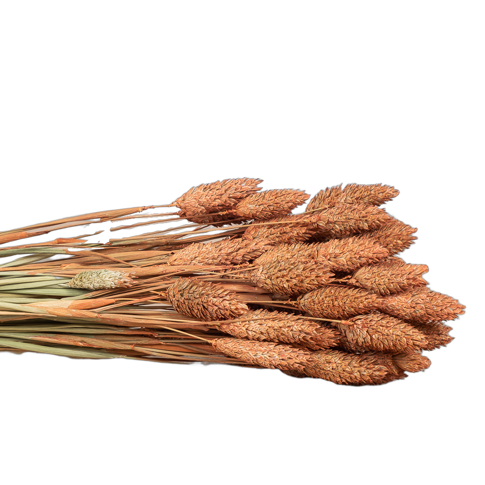 Arreglo Seco Phalaris-4