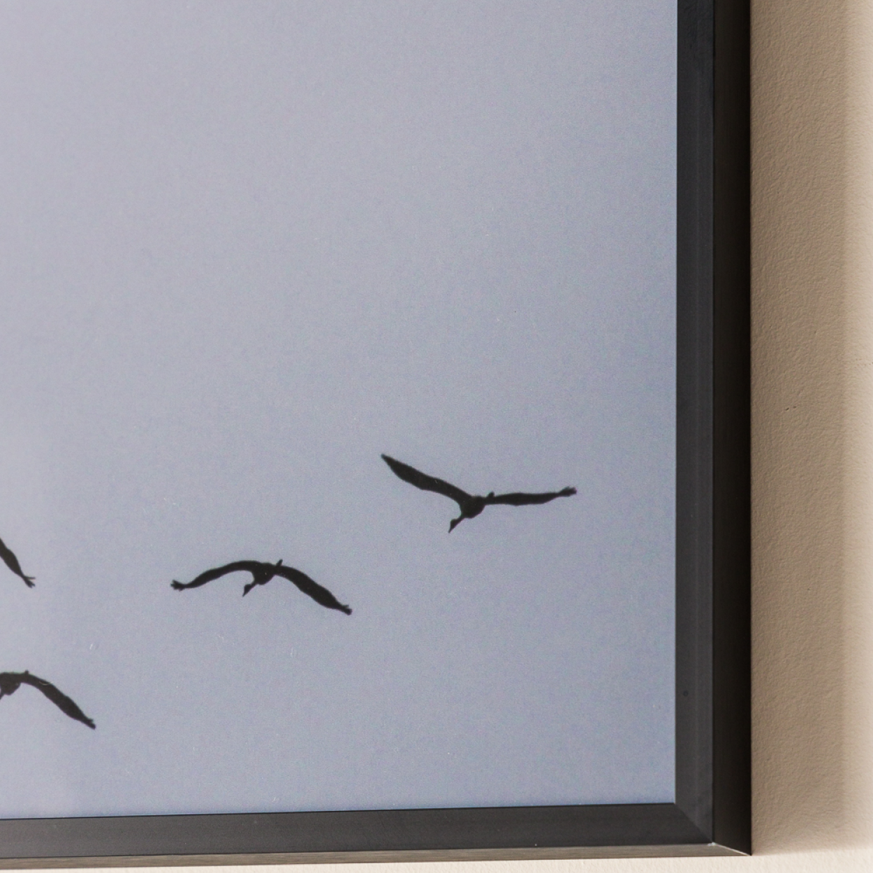 Fotografía Aves B 60 X 80-2