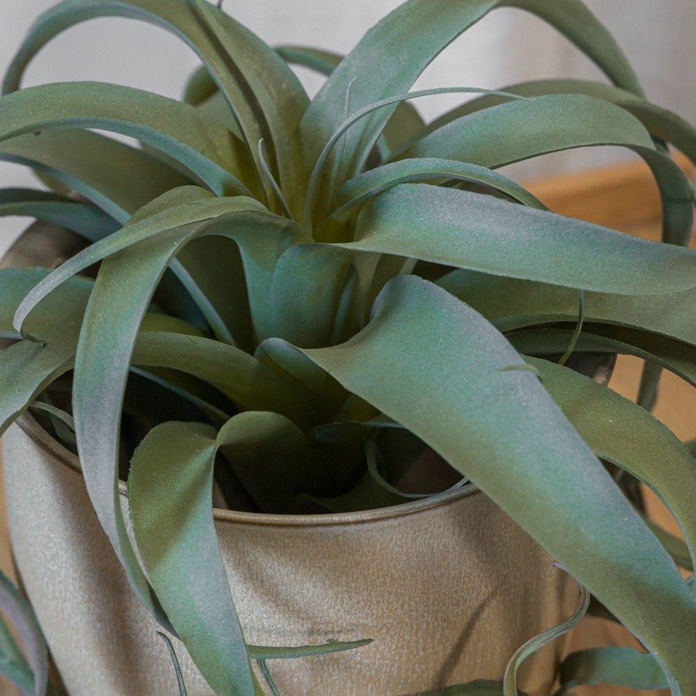 Planta clavel del aire-6