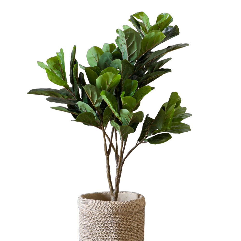 Árbol hoja de violín S-9