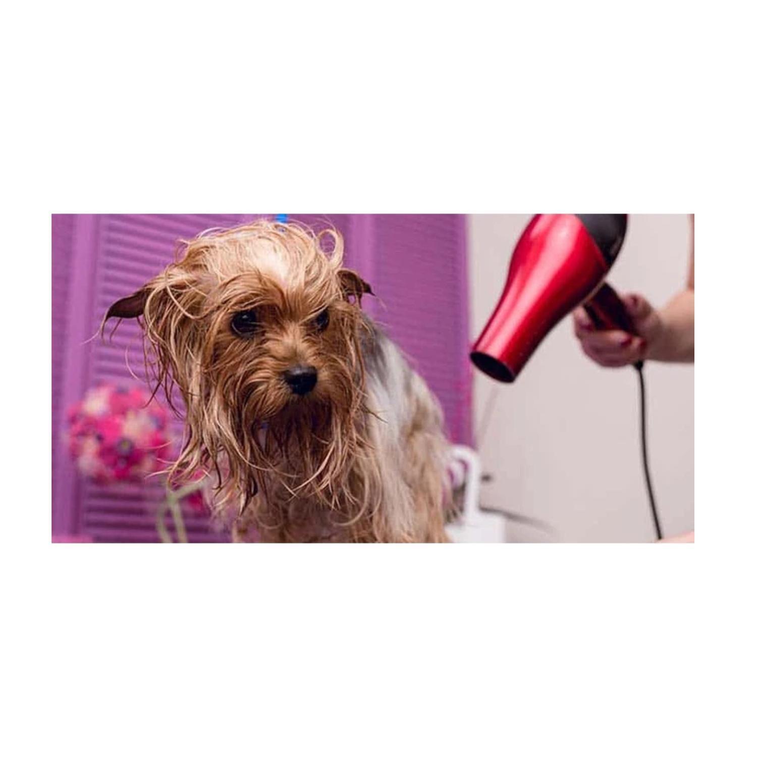 Secador De Pelo Portatil 1500W Rosado Perros Gatos Mascotas-3