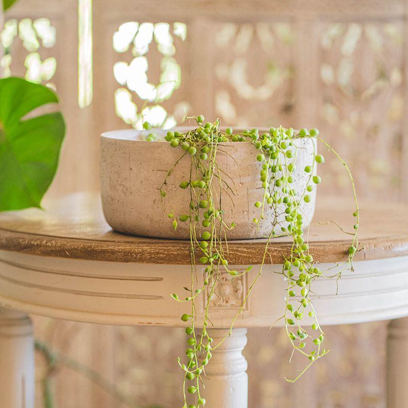 Macetero cemento PATAGUA BAJO 26x12cm -2