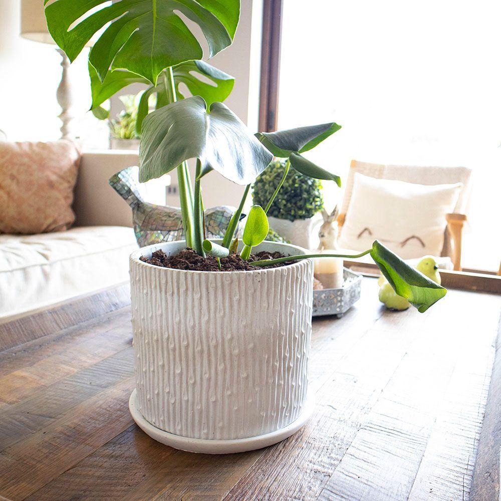 Macetero cemento CANELO 17x15cm -2