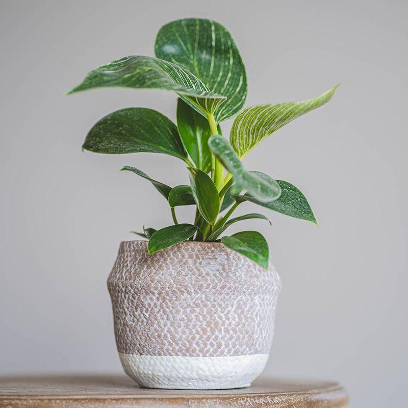 Macetero beige CHILCO 14,5x13cm -2