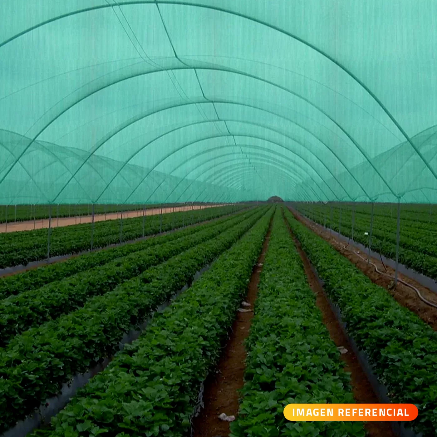 Malla Raschel Verde 2,1 x 100 mts Sombra 65% Qrubber-2