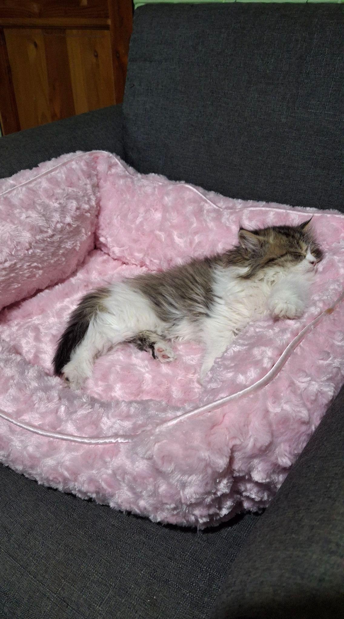 Cama Para Mascotas pequeñas Felpa Oxford rosa-2