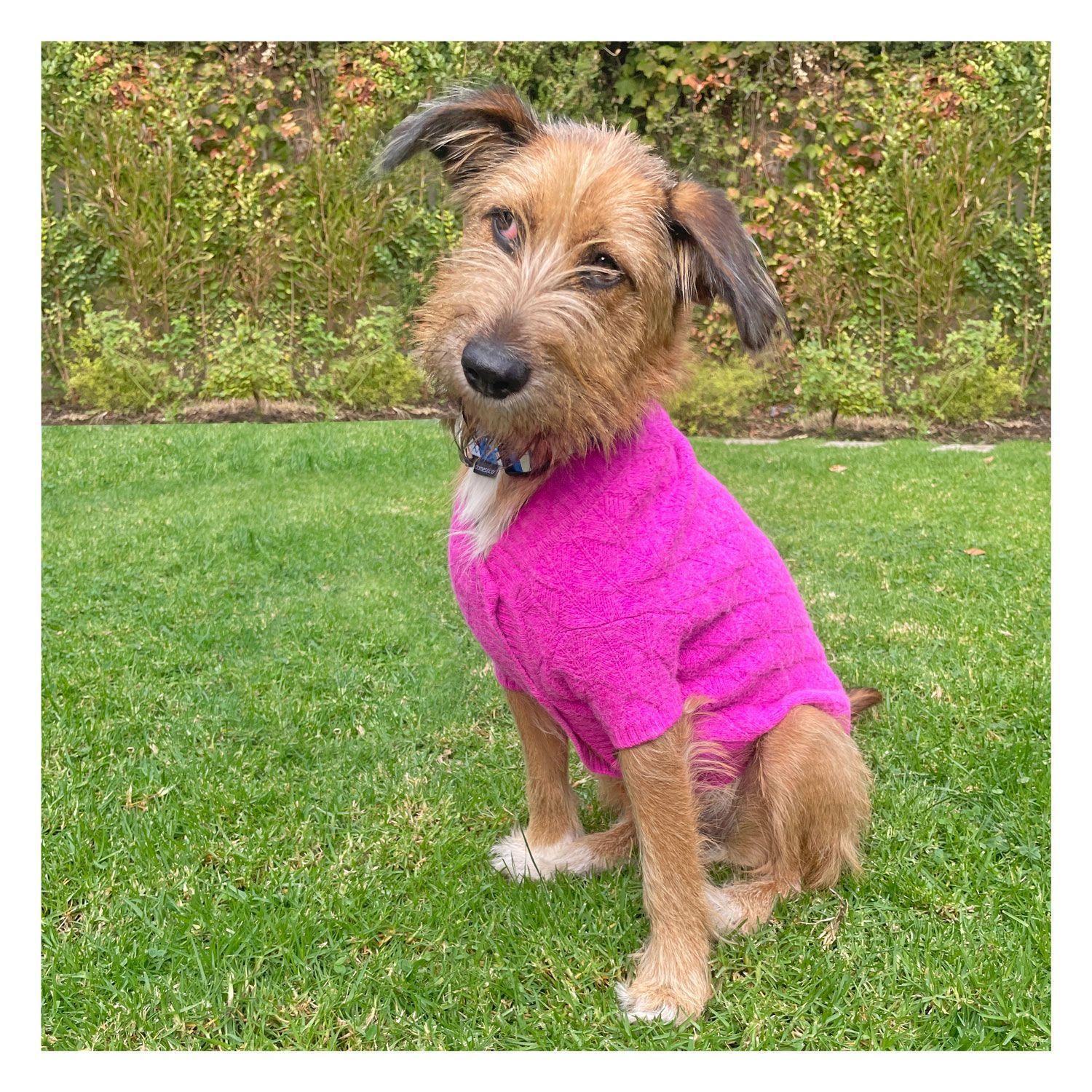 Chaleco para Perro Fucsia - 3 Tallas-1