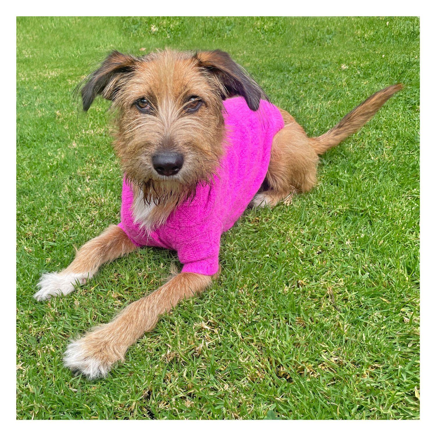 Chaleco para Perro Fucsia - 3 Tallas-3