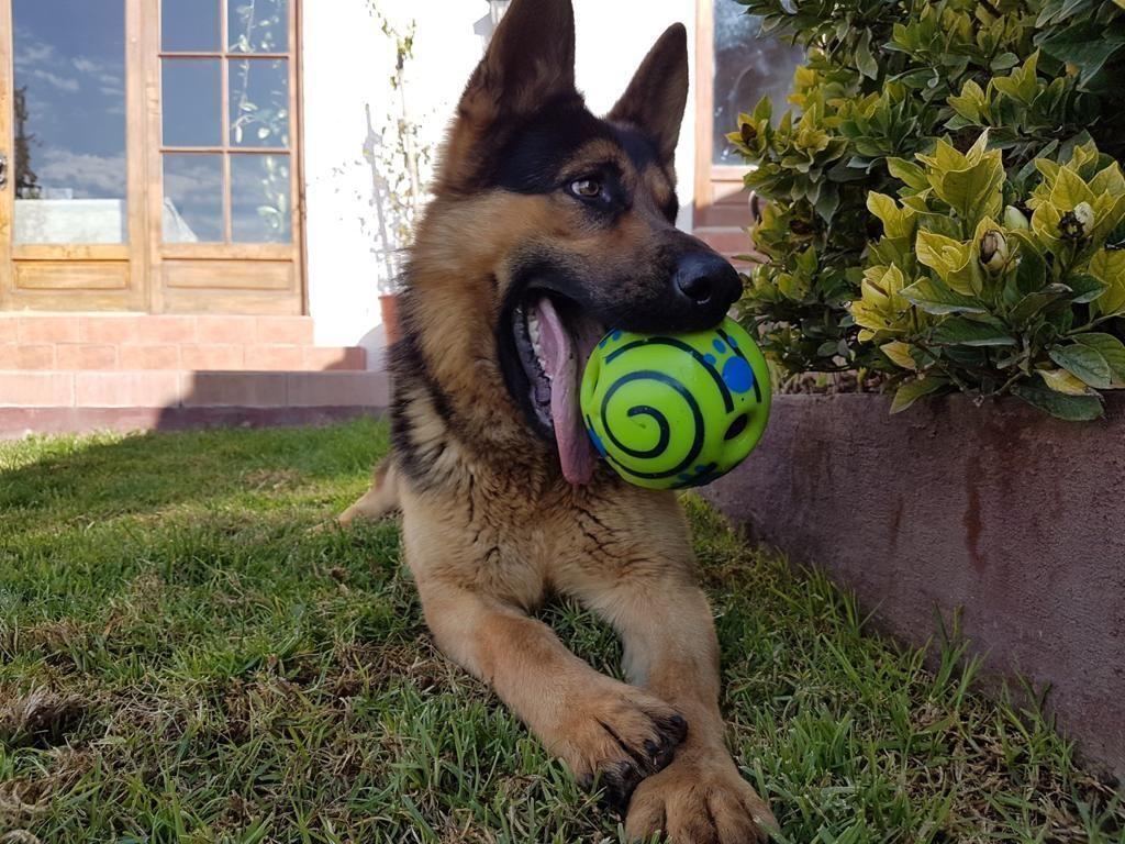 Pelota Parlanchina para Perros Bla Bla Ball-2