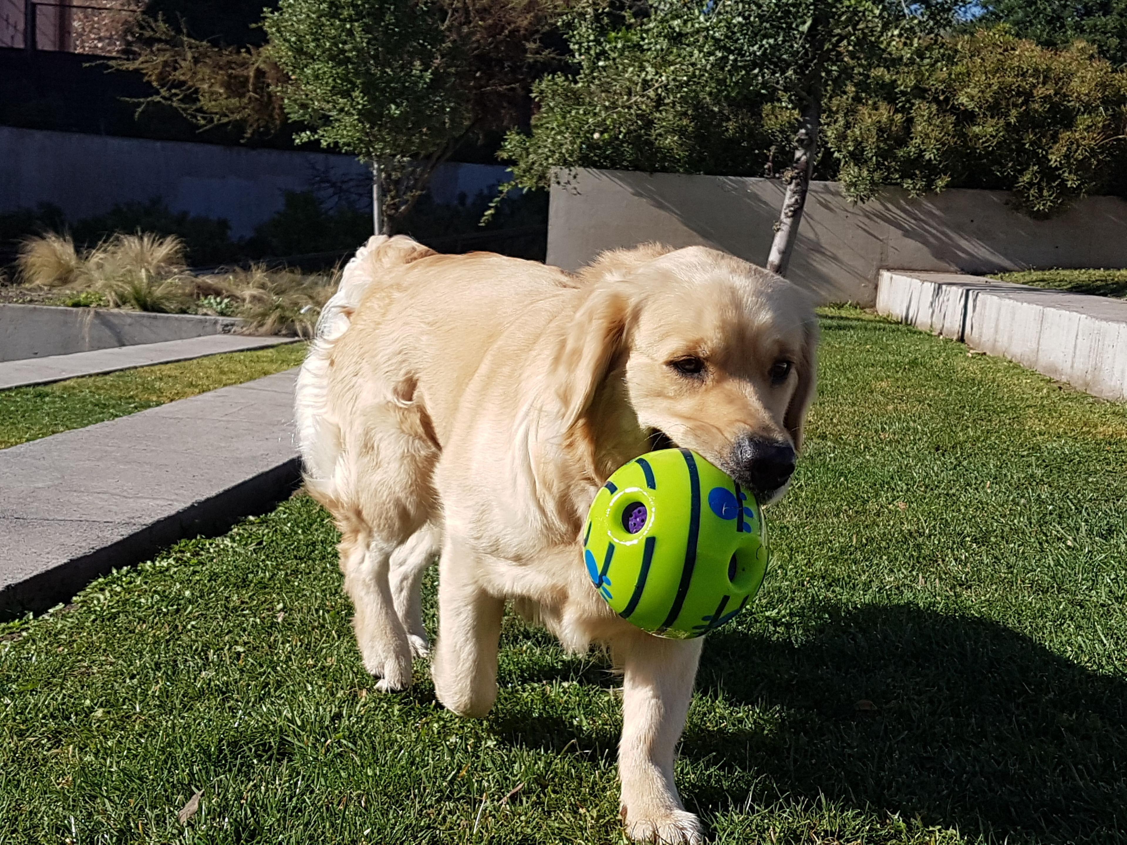 Pelota Parlanchina para Perros Bla Bla Ball-4
