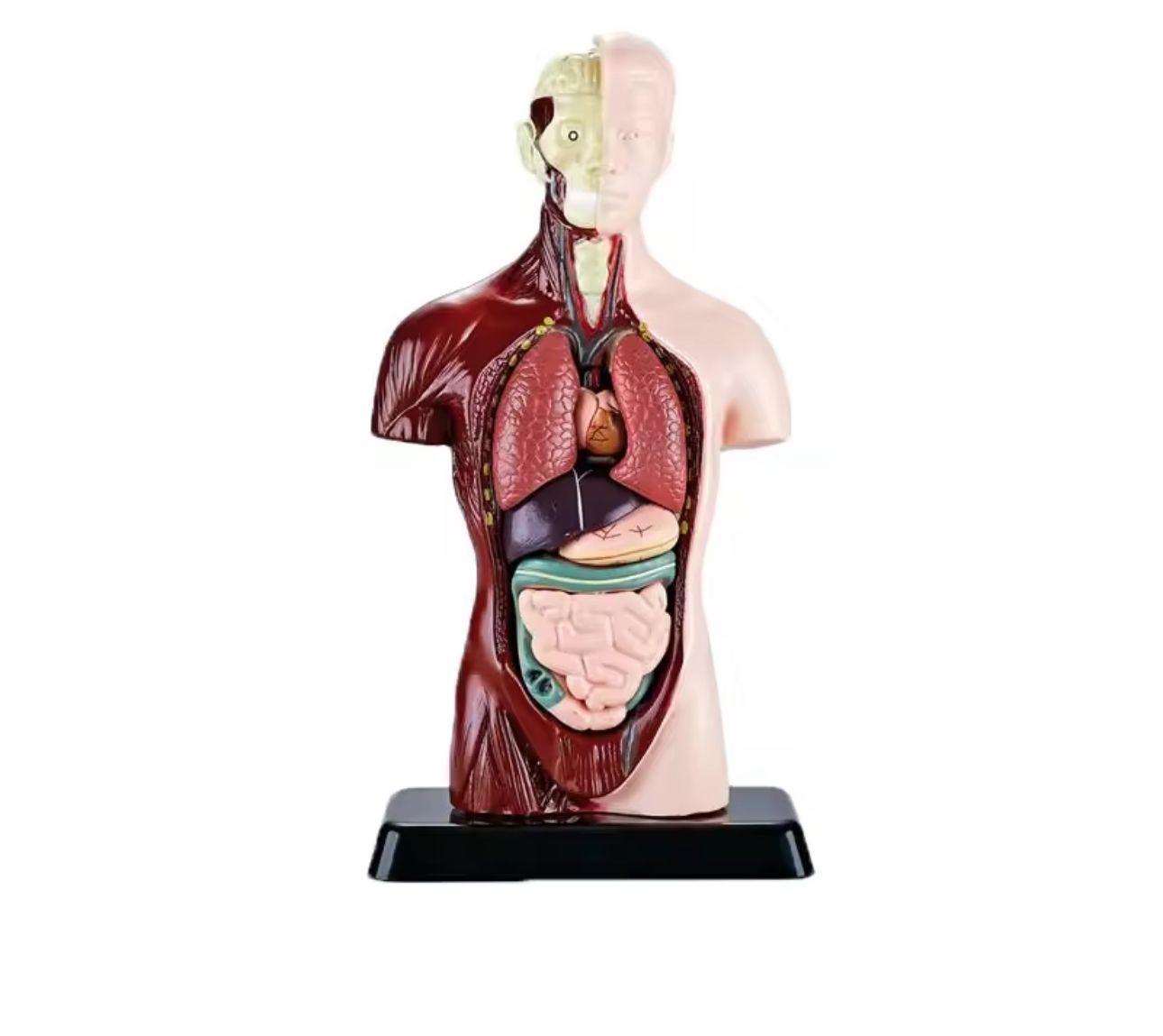 Kit Maqueta Órganos del Cuerpo Humano 3d Desmontable Educativo-2
