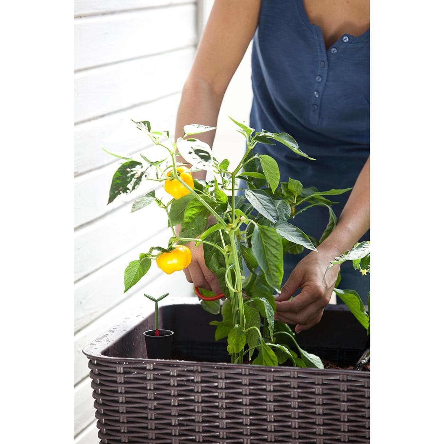 Jardinero Macetero Huerto Easy Grow Keter-5