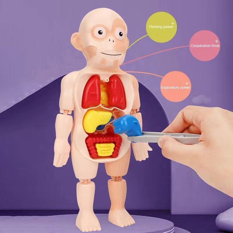Juguete Cientifico Cuerpo Humano Armable Anatomia-4