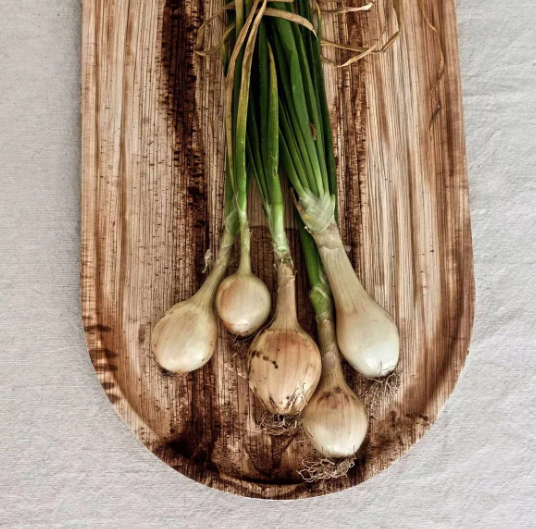 36 Bandejas Medianas 36 x 25 cms, Hoja de Palma-4