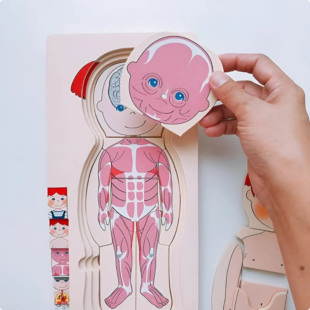 Puzzle 3D Multicapa Cuerpo Humano - 100 % MADERA-3