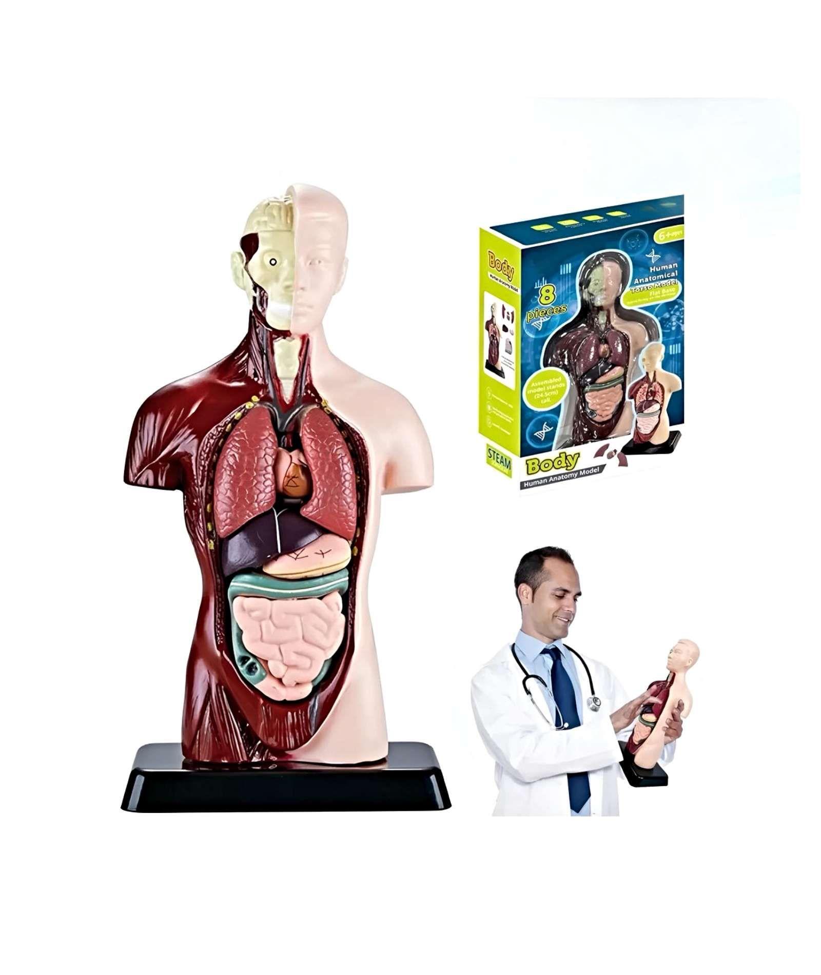 JUEGO CIENTÍFICO ANATOMIA DE ÓRGANOS HUMANOS -2