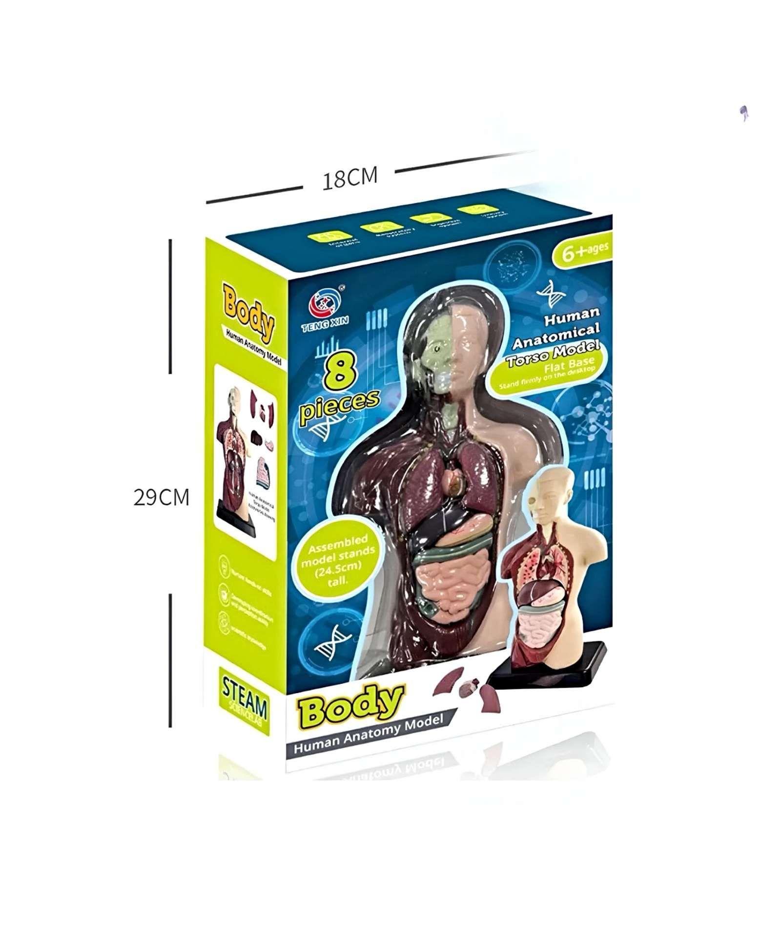 JUEGO CIENTÍFICO ANATOMIA DE ÓRGANOS HUMANOS -3