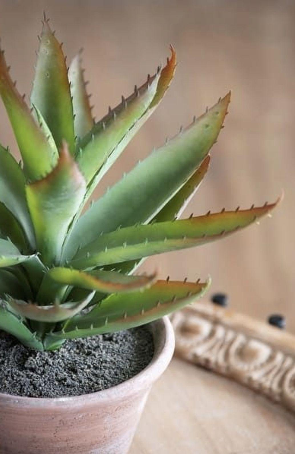 Aloe Vera L - 32x24cm-1