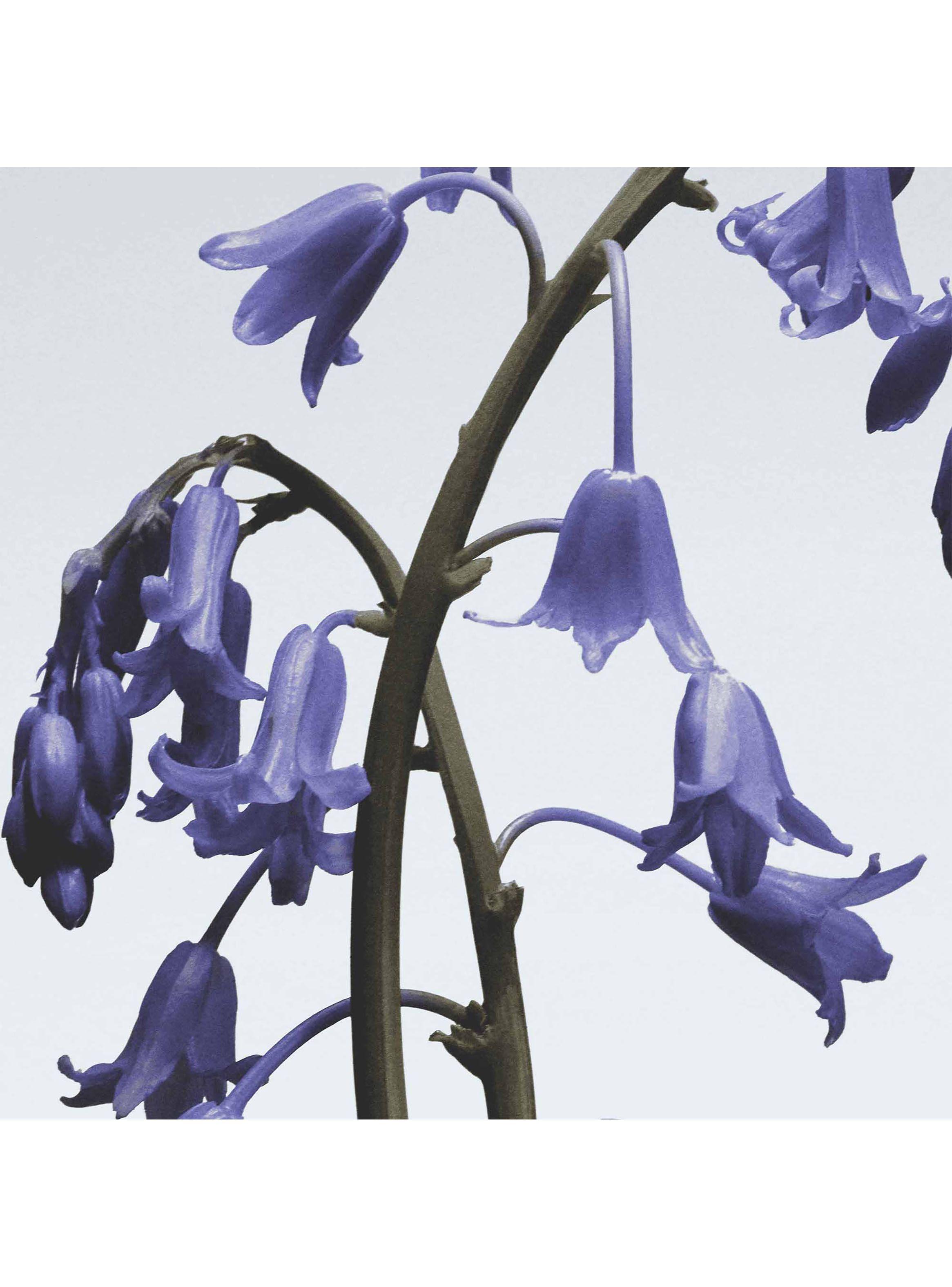 Cologne Wild Bluebell 100ml-1