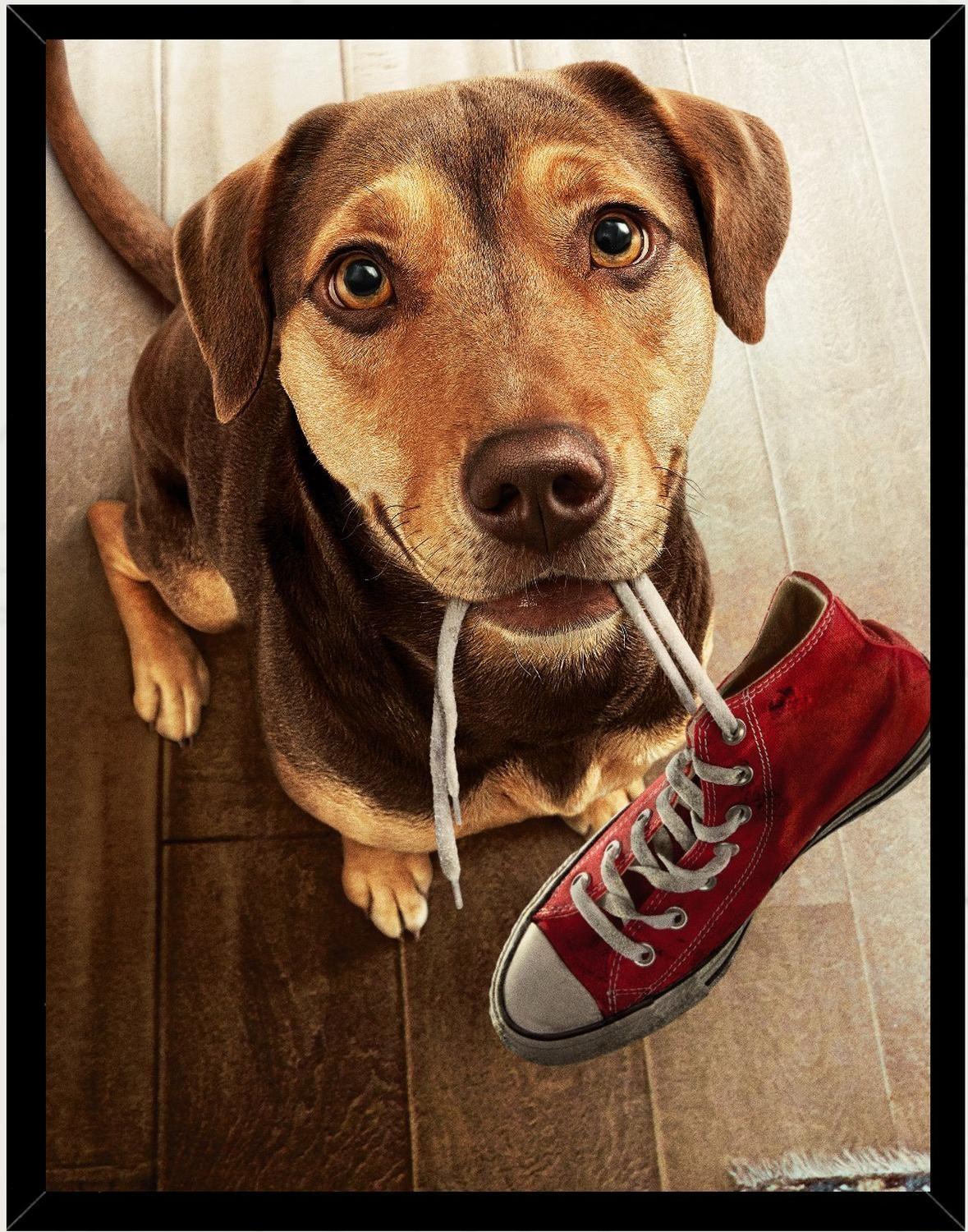 Cuadro Decorativo Perro Salchicha Medidas 30x40 CM-0