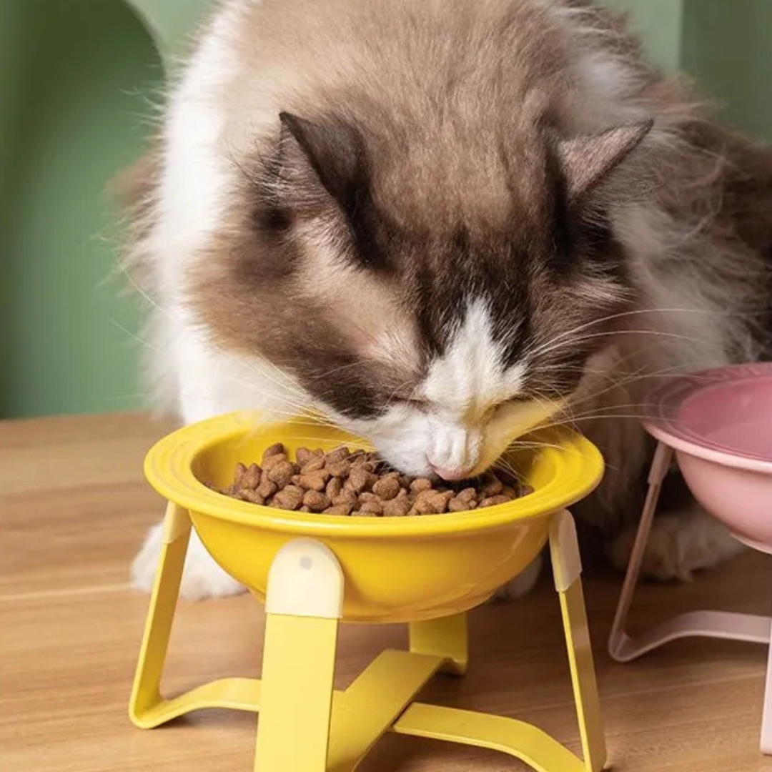 Plato Cer mica Alto Para Mascota Gato Perro Peque o-2