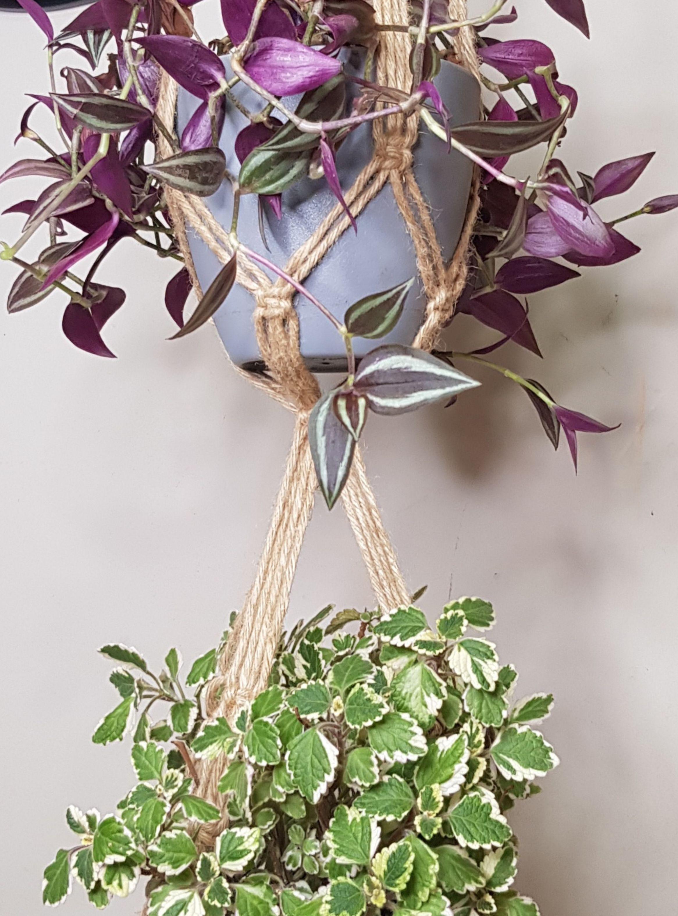 Colgante para 2 plantas Iguazú-2