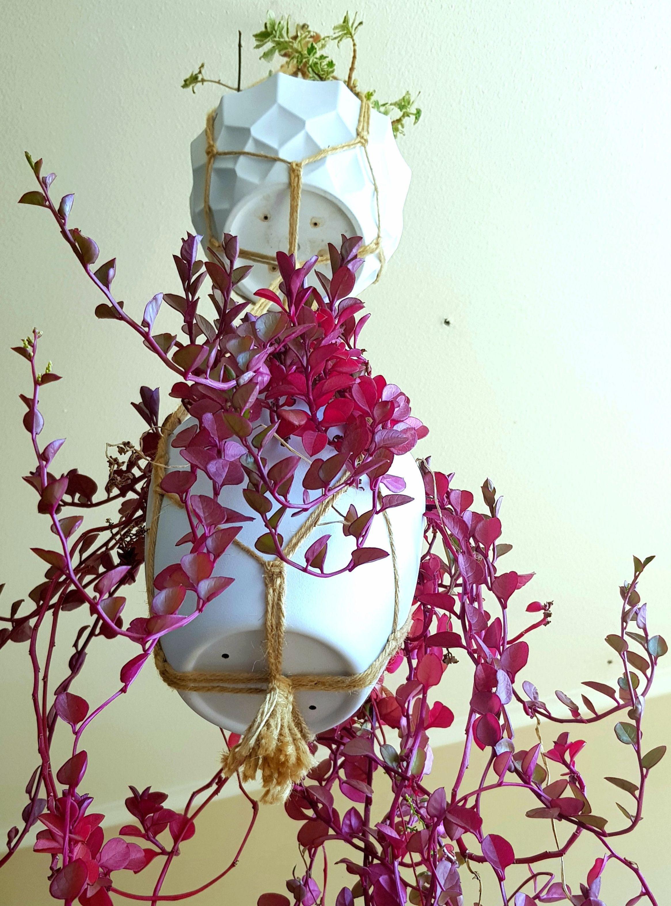 Colgante para 2 plantas Iguazú-3