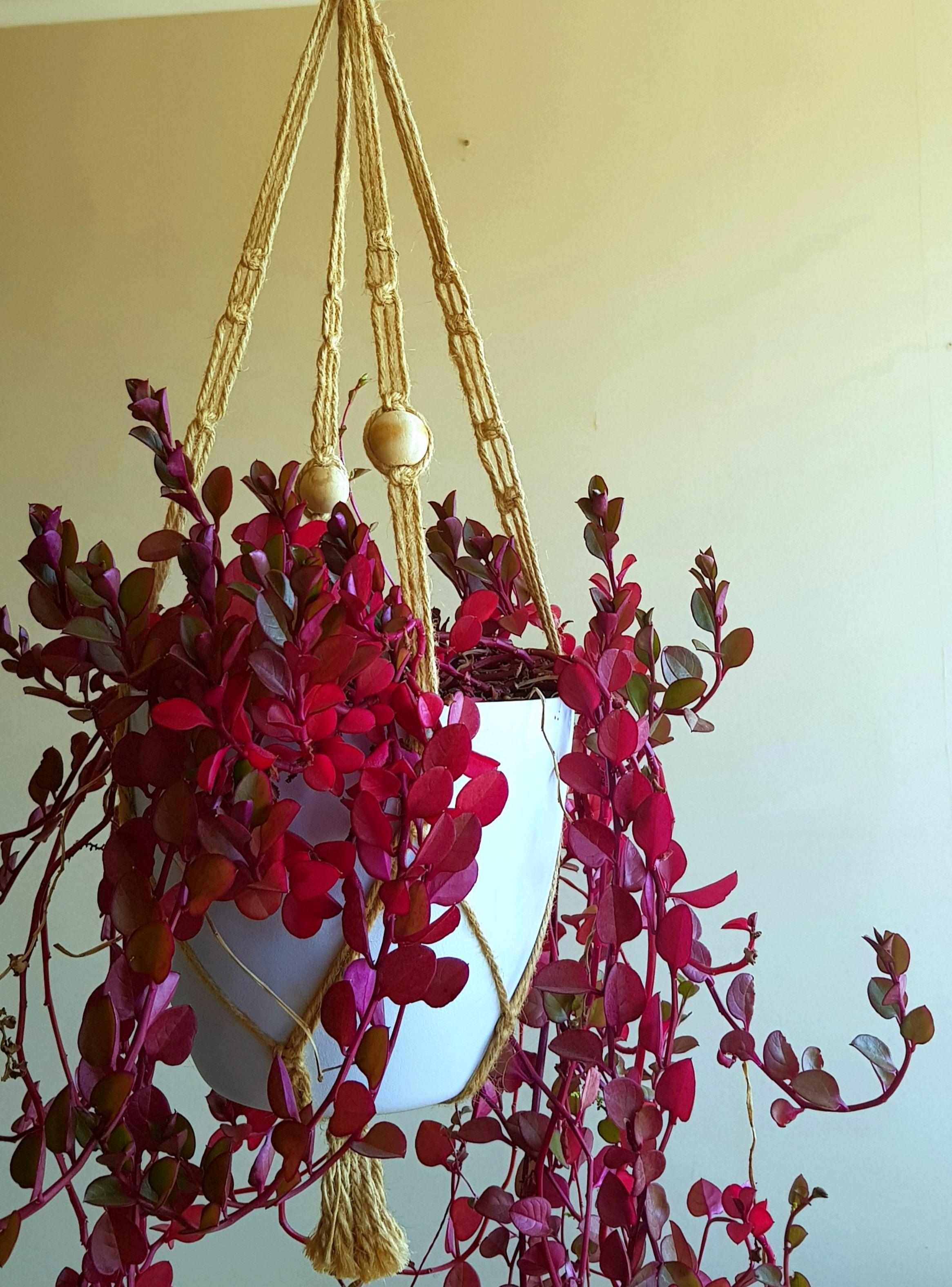 Colgante para 2 plantas Iguazú-5