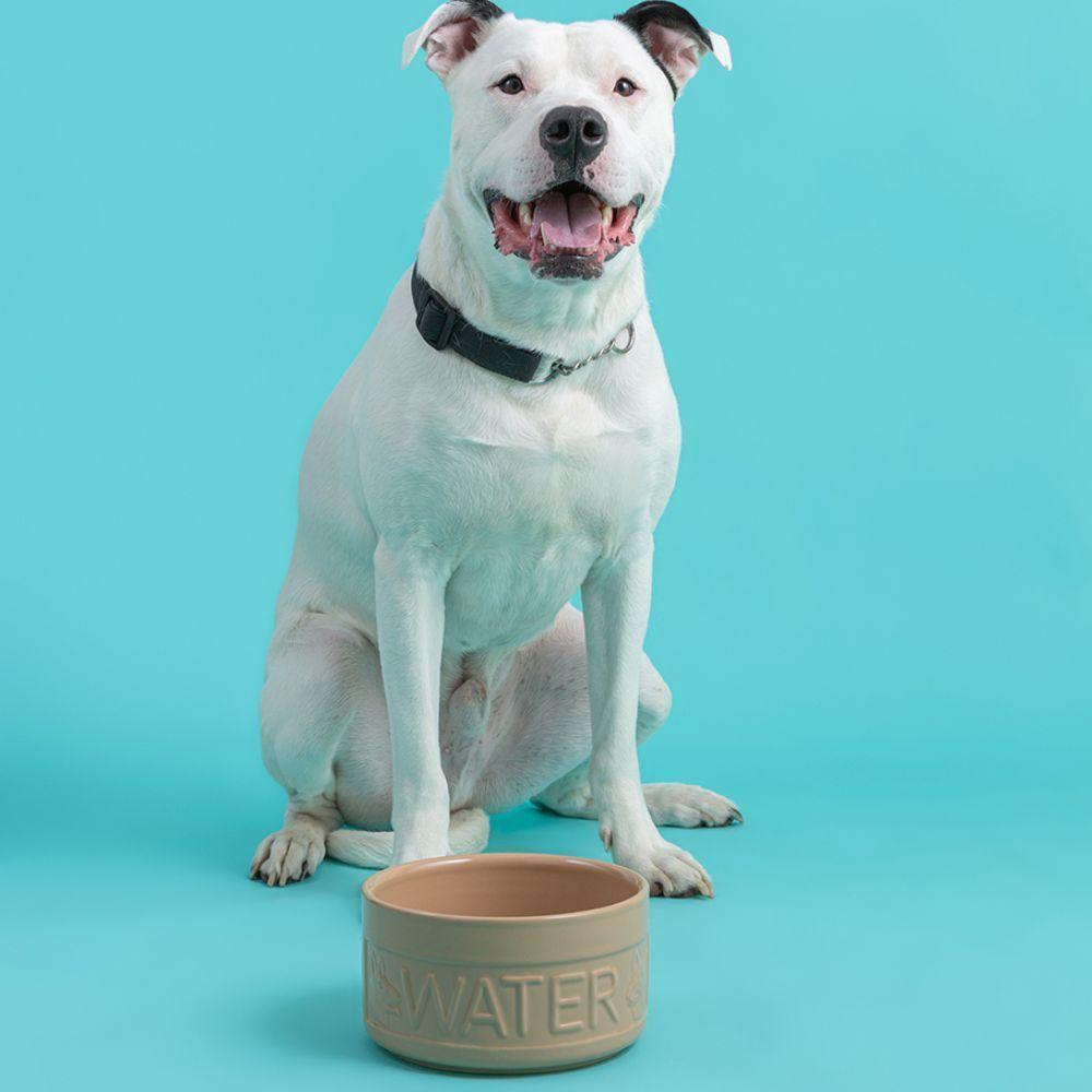 Bowl Perro Agua Beige 20cms-3
